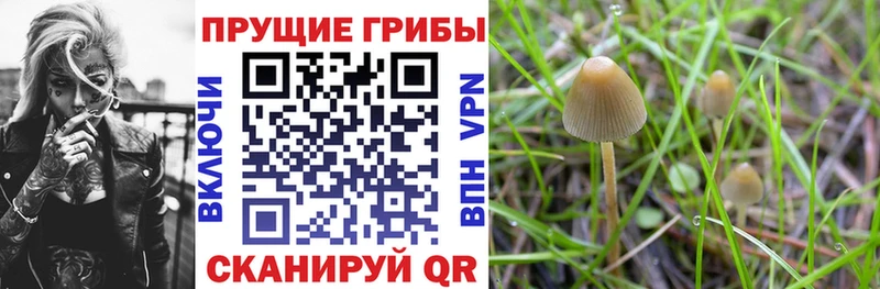 купить наркотик  Великий Новгород  Псилоцибиновые грибы Psilocybine cubensis 